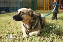 VERA, Hund, Mischlingshund in Russische Föderation - Bild 3