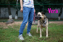 VERA, Hund, Mischlingshund in Russische Föderation - Bild 4