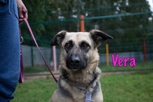 VERA, Hund, Mischlingshund in Russische Föderation - Bild 5