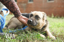 VERA, Hund, Mischlingshund in Russische Föderation - Bild 7