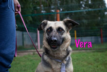 VERA, Hund, Mischlingshund in Russische Föderation - Bild 9