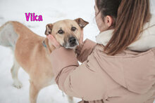 VIKA, Hund, Mischlingshund in Russische Föderation - Bild 1