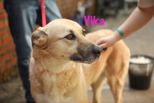 VIKA, Hund, Mischlingshund in Russische Föderation - Bild 10