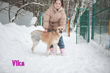 VIKA, Hund, Mischlingshund in Russische Föderation - Bild 2