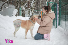 VIKA, Hund, Mischlingshund in Russische Föderation - Bild 3