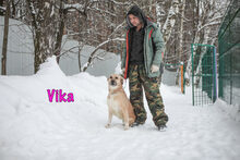 VIKA, Hund, Mischlingshund in Russische Föderation - Bild 4