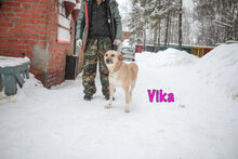 VIKA, Hund, Mischlingshund in Russische Föderation - Bild 5