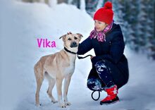 VIKA, Hund, Mischlingshund in Russische Föderation - Bild 6