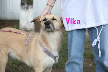 VIKA, Hund, Mischlingshund in Russische Föderation - Bild 8