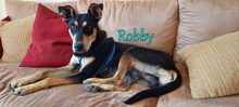 ROBBY, Hund, Mischlingshund in Kiefersfelden - Bild 1