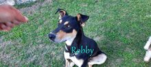 ROBBY, Hund, Mischlingshund in Kiefersfelden - Bild 2