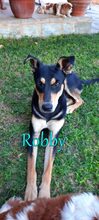 ROBBY, Hund, Mischlingshund in Kiefersfelden - Bild 5
