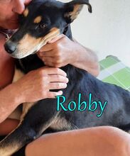 ROBBY, Hund, Mischlingshund in Kiefersfelden - Bild 7