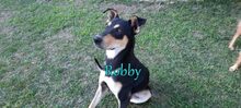 ROBBY, Hund, Mischlingshund in Kiefersfelden - Bild 8