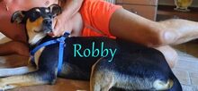 ROBBY, Hund, Mischlingshund in Kiefersfelden - Bild 9