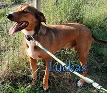 LUCKAS, Hund, Mischlingshund in Griechenland - Bild 3