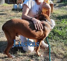 LUCKAS, Hund, Mischlingshund in Griechenland - Bild 6