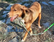 LUCKAS, Hund, Mischlingshund in Griechenland - Bild 7