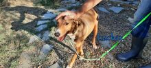 LUCKAS, Hund, Mischlingshund in Griechenland - Bild 9