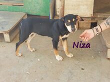 NIZA, Hund, Ratonero Bodeguero Andaluz-Labrador-Mix in Edertal - Bild 7