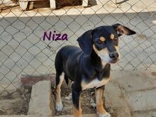 NIZA, Hund, Ratonero Bodeguero Andaluz-Labrador-Mix in Edertal - Bild 8
