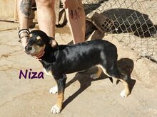 NIZA, Hund, Ratonero Bodeguero Andaluz-Labrador-Mix in Edertal - Bild 9