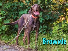 BROWNIE, Hund, Deutsch Kurzhaar-Mix in Russische Föderation - Bild 1
