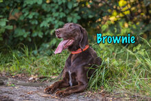 BROWNIE, Hund, Deutsch Kurzhaar-Mix in Russische Föderation - Bild 10