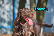 BROWNIE, Hund, Deutsch Kurzhaar-Mix in Russische Föderation - Bild 11