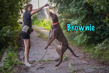 BROWNIE, Hund, Deutsch Kurzhaar-Mix in Russische Föderation - Bild 12