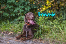 BROWNIE, Hund, Deutsch Kurzhaar-Mix in Russische Föderation - Bild 14