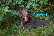 BROWNIE, Hund, Deutsch Kurzhaar-Mix in Russische Föderation - Bild 18