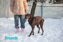 BROWNIE, Hund, Deutsch Kurzhaar-Mix in Russische Föderation - Bild 20