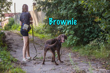 BROWNIE, Hund, Deutsch Kurzhaar-Mix in Russische Föderation - Bild 5