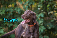 BROWNIE, Hund, Deutsch Kurzhaar-Mix in Russische Föderation - Bild 6