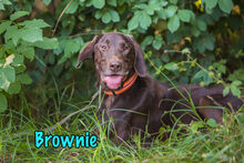 BROWNIE, Hund, Deutsch Kurzhaar-Mix in Russische Föderation - Bild 9