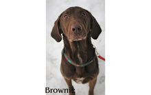 BROWNIE, Hund, Mischlingshund in Russische Föderation - Bild 13