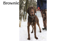 BROWNIE, Hund, Mischlingshund in Russische Föderation - Bild 15