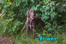 BROWNIE, Hund, Mischlingshund in Russische Föderation - Bild 16
