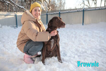 BROWNIE, Hund, Mischlingshund in Russische Föderation - Bild 17