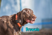 BROWNIE, Hund, Mischlingshund in Russische Föderation - Bild 2