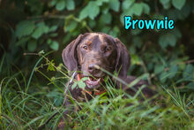BROWNIE, Hund, Mischlingshund in Russische Föderation - Bild 3