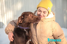 BROWNIE, Hund, Mischlingshund in Russische Föderation - Bild 4