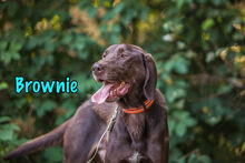 BROWNIE, Hund, Mischlingshund in Russische Föderation - Bild 6