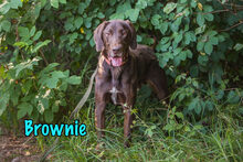 BROWNIE, Hund, Mischlingshund in Russische Föderation - Bild 7