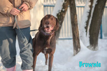 BROWNIE, Hund, Mischlingshund in Russische Föderation - Bild 8
