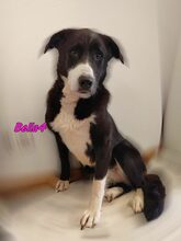 BELLA4, Hund, Mischlingshund in Russische Föderation - Bild 5