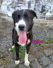 BELLA4, Hund, Mischlingshund in Monschau - Bild 10