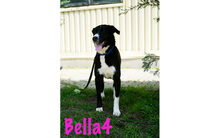 BELLA4, Hund, Mischlingshund in Monschau - Bild 11