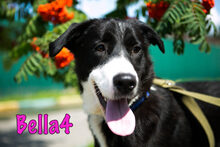 BELLA4, Hund, Mischlingshund in Monschau - Bild 2